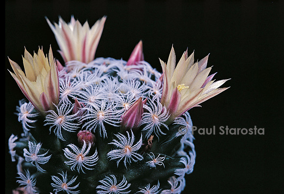 Mammillaria duwei