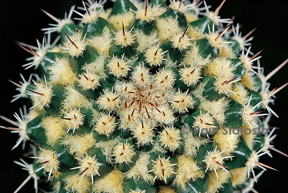 Mammillaria eichlamii