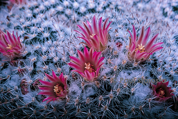 Mammillaria geminispina