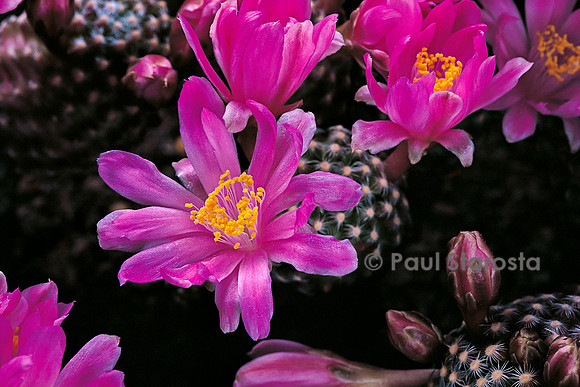 Mammillaria saboae subs. goldii