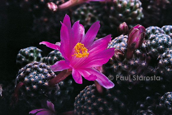 Mammillaria saboae subs. goldii