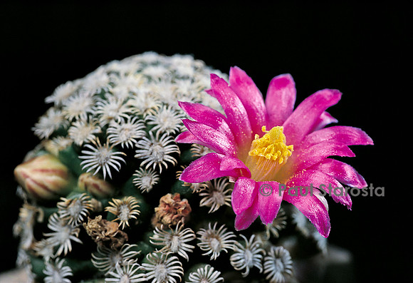 Mammillaria hernandezii