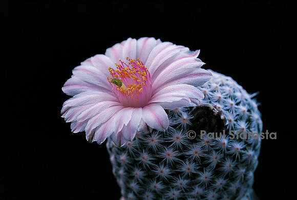 Mammillaria herrerae v. albiflora