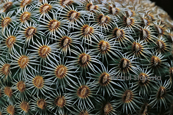 Mammillaria huitzilopochtli