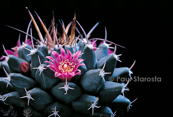 Mammillaria jalpanensis