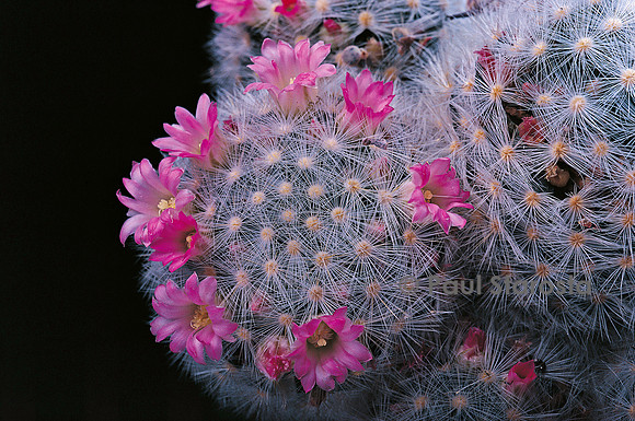 Mammillaria laui subsp. dasyacantha