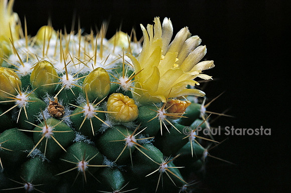 Mammillaria marksiana