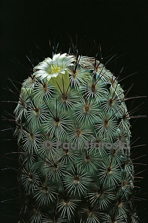 Mammillaria microhelia