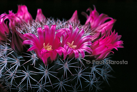 Mammillaria miegiana