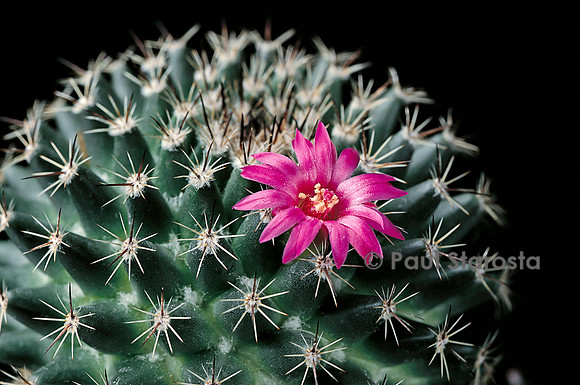 Mammillaria mundtii