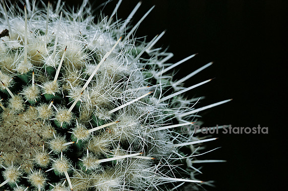 Mammillaria karwinskiana ssp. nejapensis