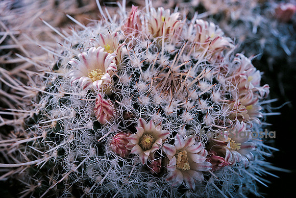 Mammillaria karwinskiana ssp. nejapensis