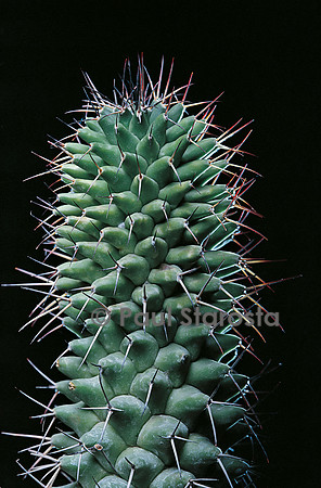 Mammillaria polythele ssp. polythele