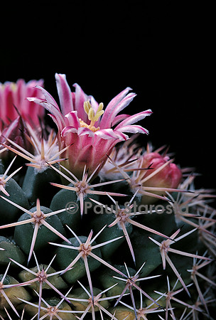 Mammillaria petterssonii