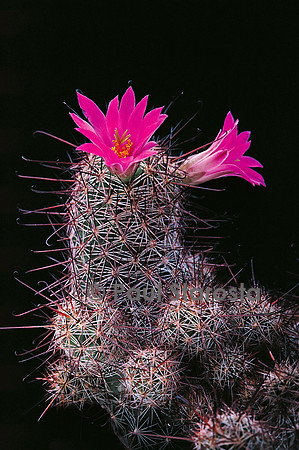 Mammillaria mazatlanensis subsp. mazatlalensis