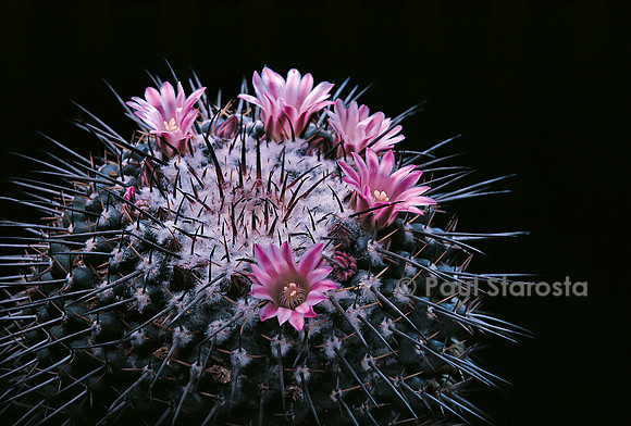 Mammillaria gigantea