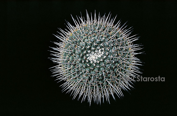 Mammillaria gigantea