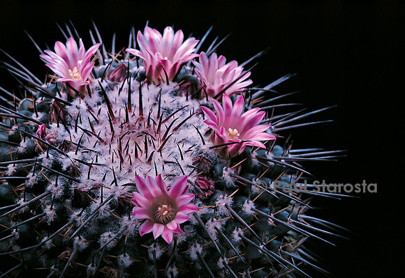 Mammillaria gigantea