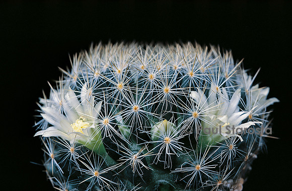 Mammillaria pilispina