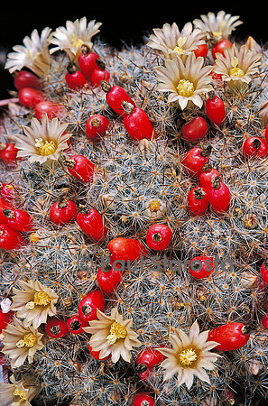 Mammillaria prolifera v. texana - fleurs et fruits