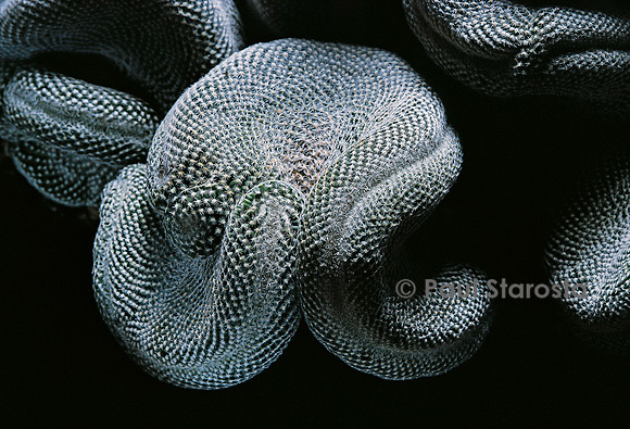 Mammillaria perbella f. cristata