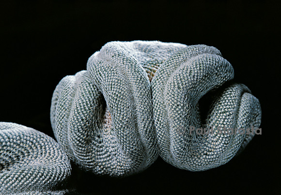 Mammillaria perbella f. cristata