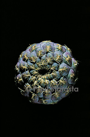 Rebutia canigueralii 'Yellow Spines'