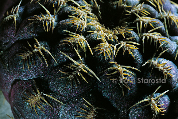 Rebutia canigueralii 'Yellow Spines'