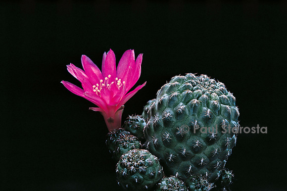 Rebutia steinbachii v. gracilior