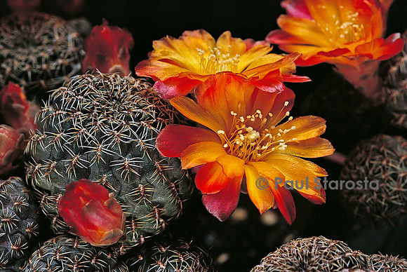 Rebutia taratensis v. minima