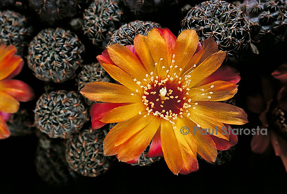 Rebutia taratensis v. minima