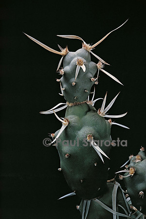 Tephrocactus articulatus v. oligacanthus