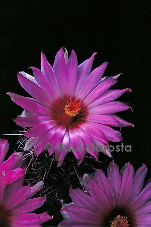 Thelocactus bicolor