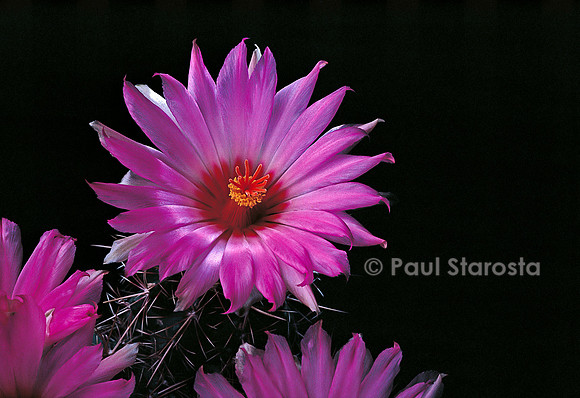 Thelocactus bicolor