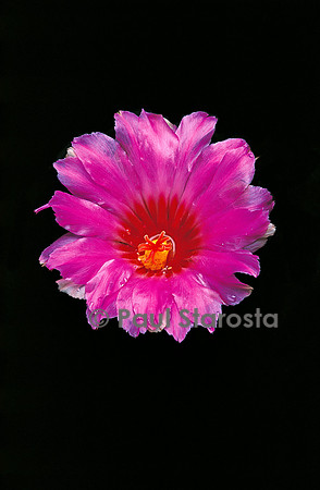 Thelocactus bicolor