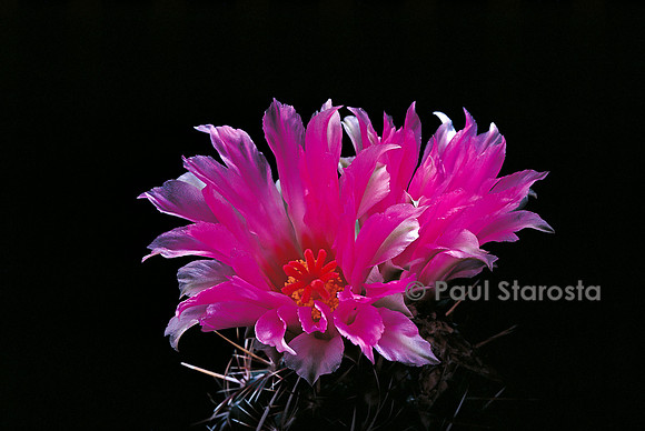 Thelocactus bicolor