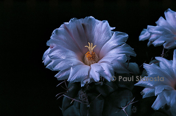Thelocactus hexaedrophorus