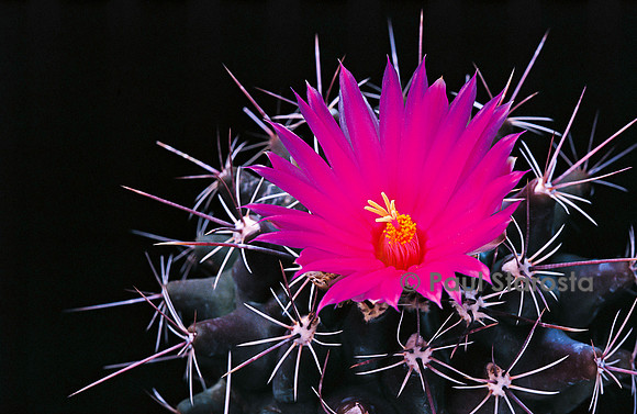 Thelocactus tulensis subsp. matudae