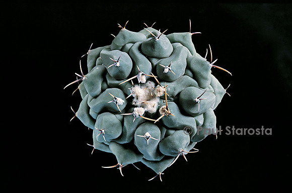 Thelocactus rinconensis subsp. phymatothelos