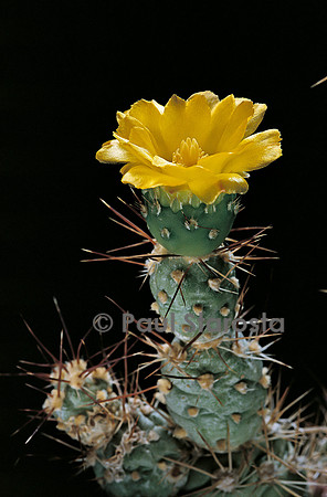Cumulopuntia sphaerica