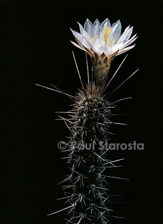 Echinopsis fulvilanatus