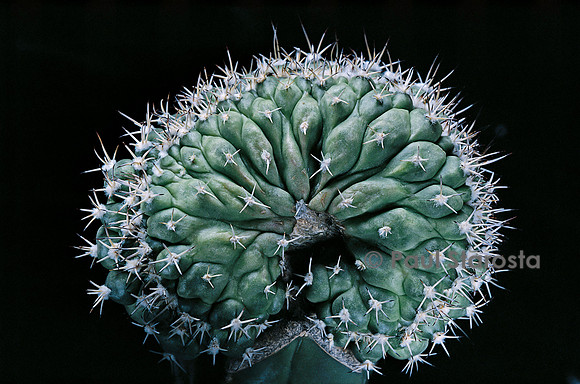 Turbinicarpus lophophoroides f. cristatus