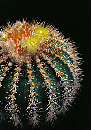 Uebelmannia pectinifera ssp. flavispina