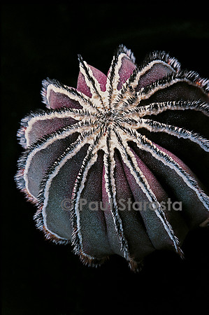 Uebelmannia pectinifera