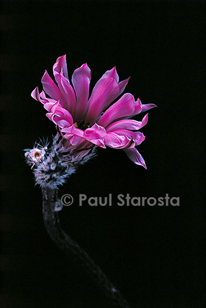 Echinocereus poselgeri f. australis