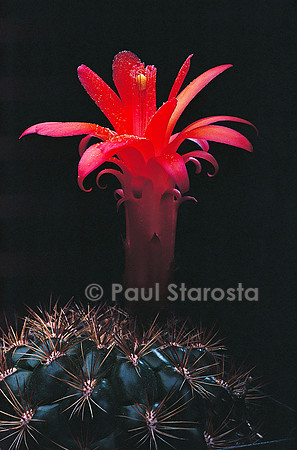 Matucana variicolor