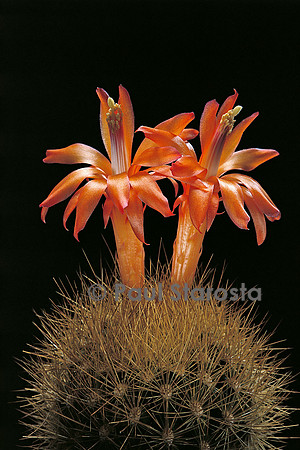 Matucana weberbaueri v. flammea