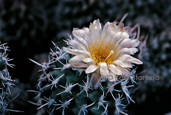 Pediocactus peeblesianus var. maia