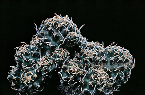 Pediocactus peeblesianus