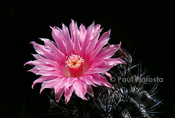 Eriosyce taltalensis